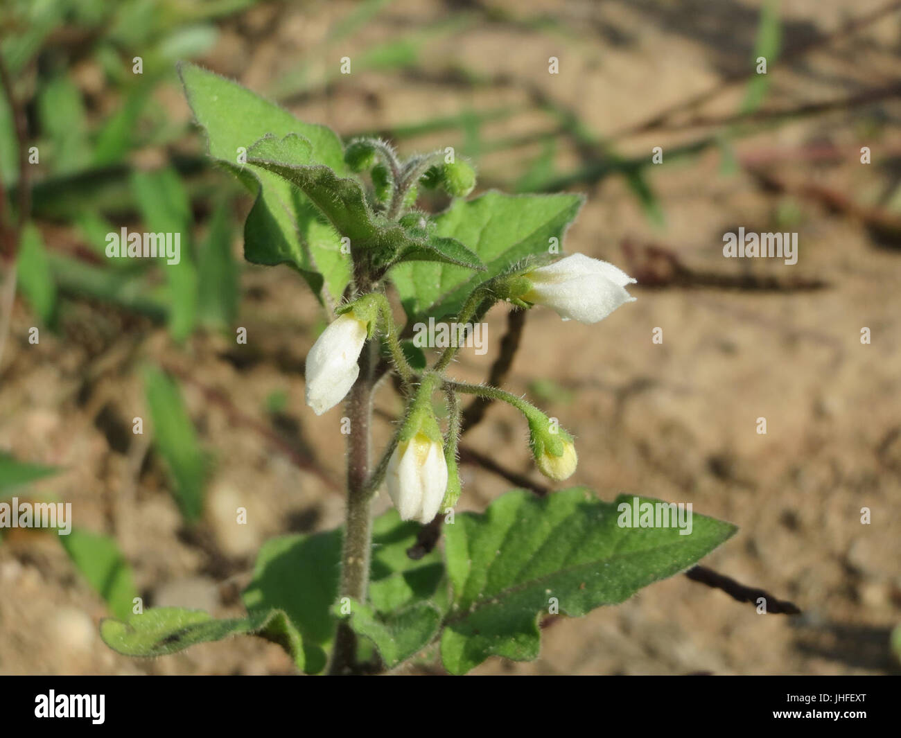 20150821Solanum nigrum3 Stockfoto
