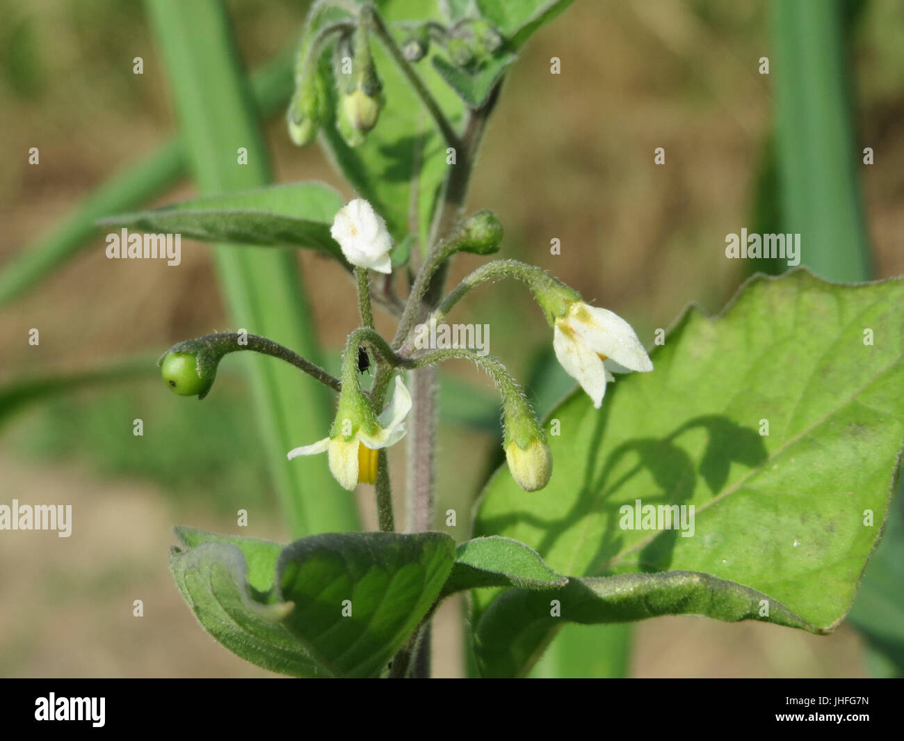 20150629Solanum nigrum1 Stockfoto