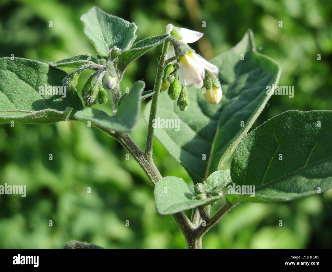 20150629Solanum nigrum2 Stockfoto