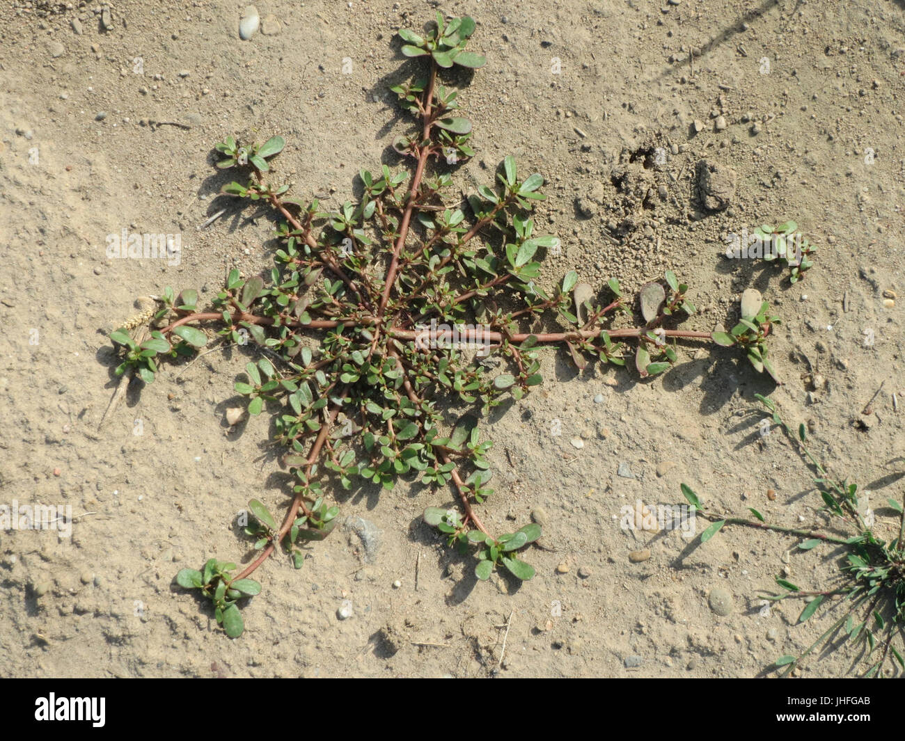 20150629Portulaca oleracea1 Stockfoto