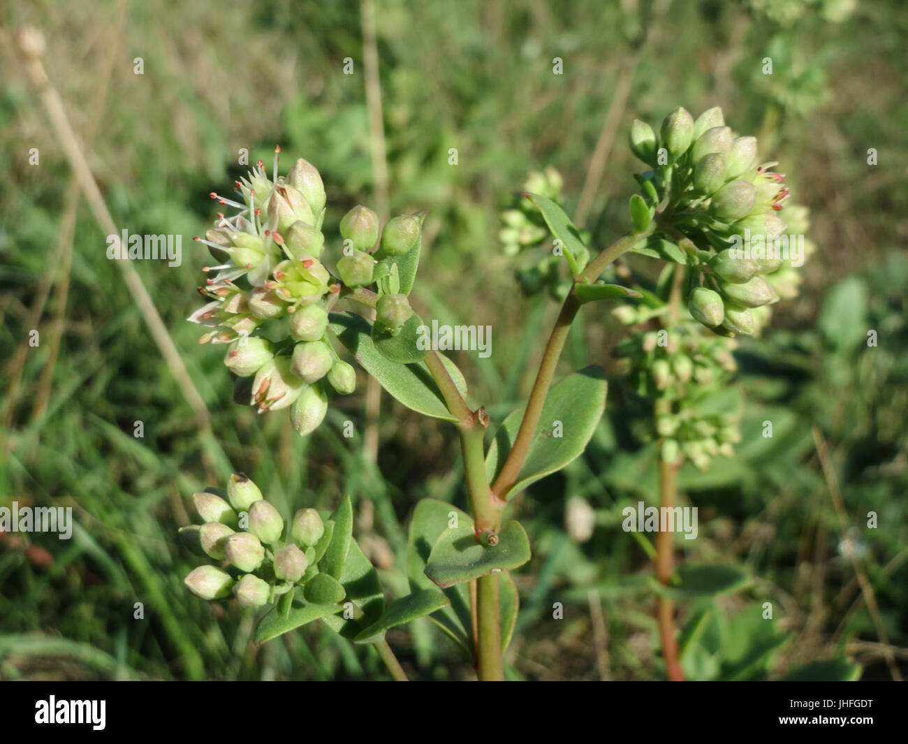 20150831Hylotelephium telephium4 Stockfoto