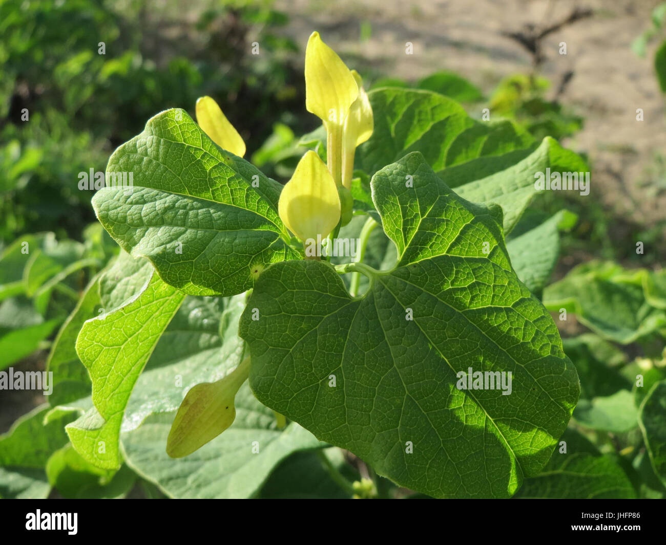 20151003Aristolochia clematitis4 Stockfoto