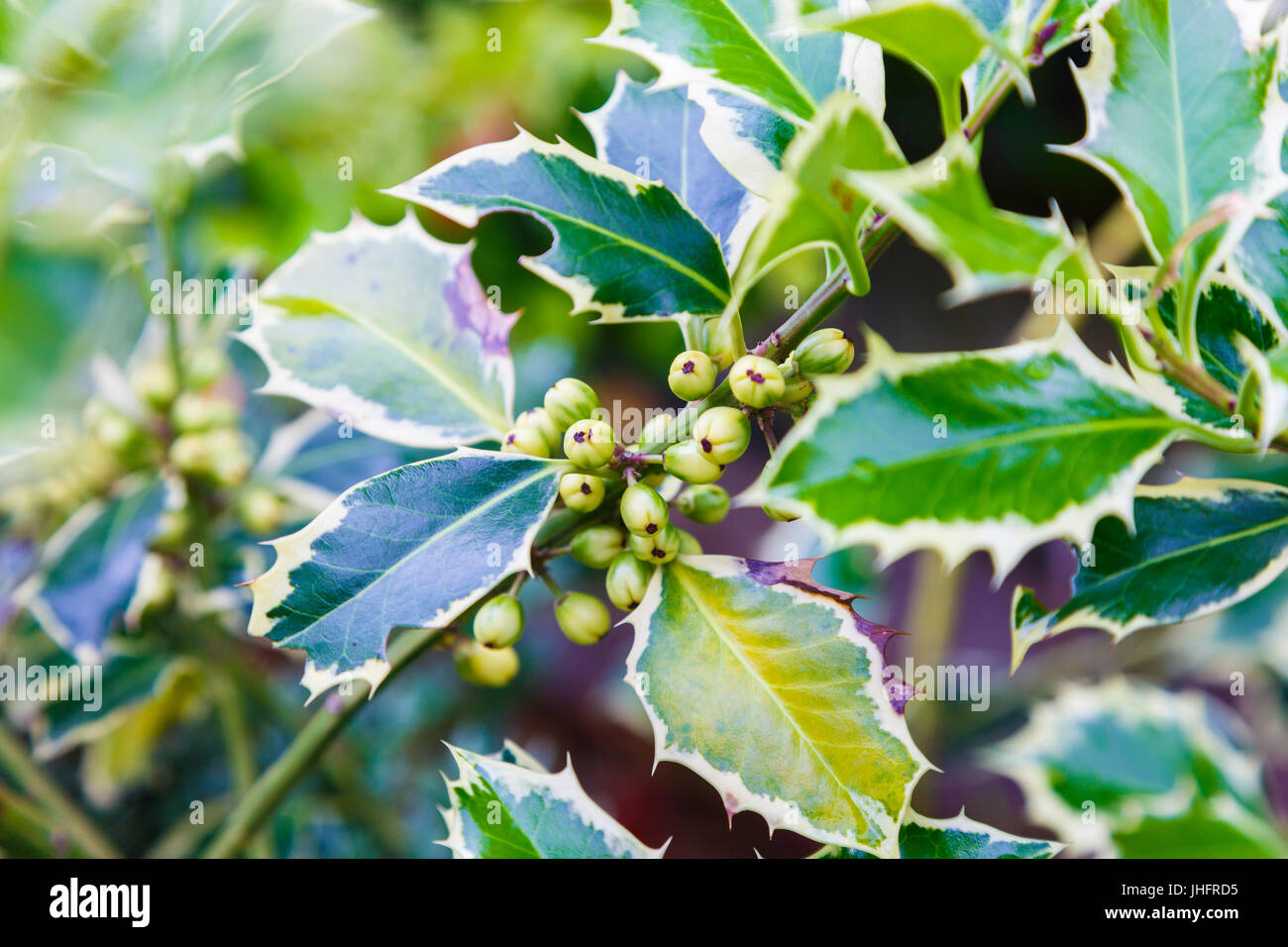 Gartenarbeit Stechpalme (Ilex Aquifolium Aureomarginata). Blätter und Früchte. Stockfoto