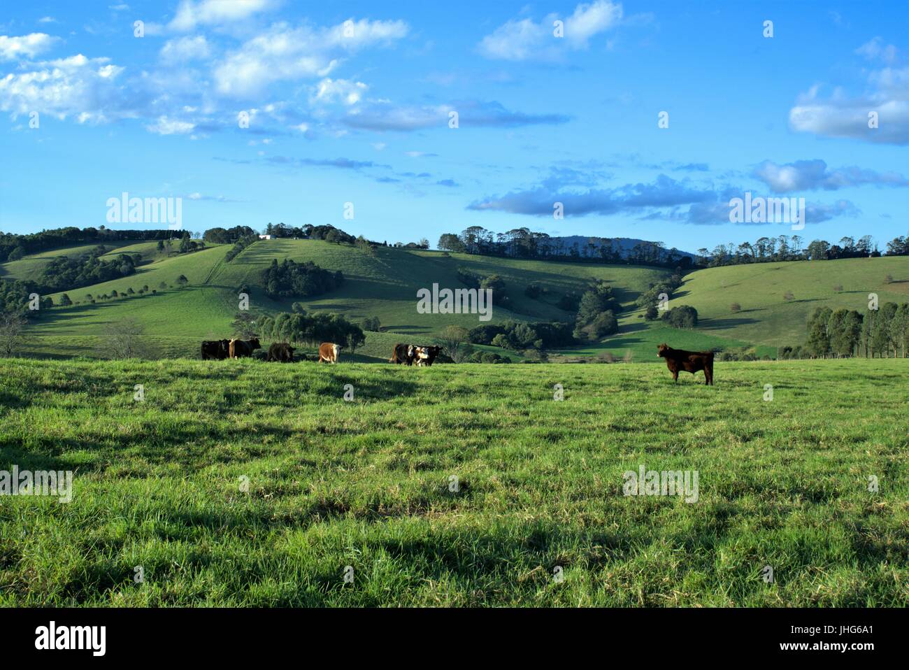 Landschaft von Vieh auf dem grünen Rasen in eine Wiese mit Blick auf Berge und blauer Himmel mit Wolken Stockfoto