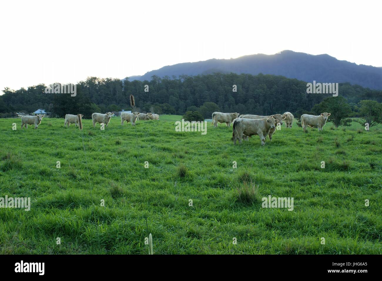 Landschaft von Vieh auf dem grünen Rasen in eine Wiese mit Blick auf Berge, Bäume und Abendhimmel Stockfoto