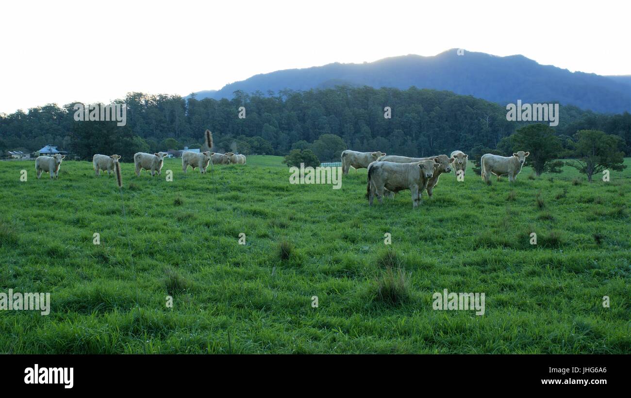 Landschaft von Vieh auf dem grünen Rasen in eine Wiese mit Blick auf Berge, Bäume und Abendhimmel Stockfoto