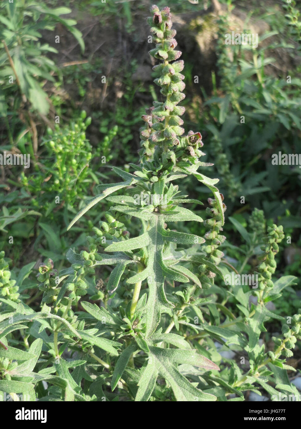 20151005Ambrosia artemisiifolia2 Stockfoto