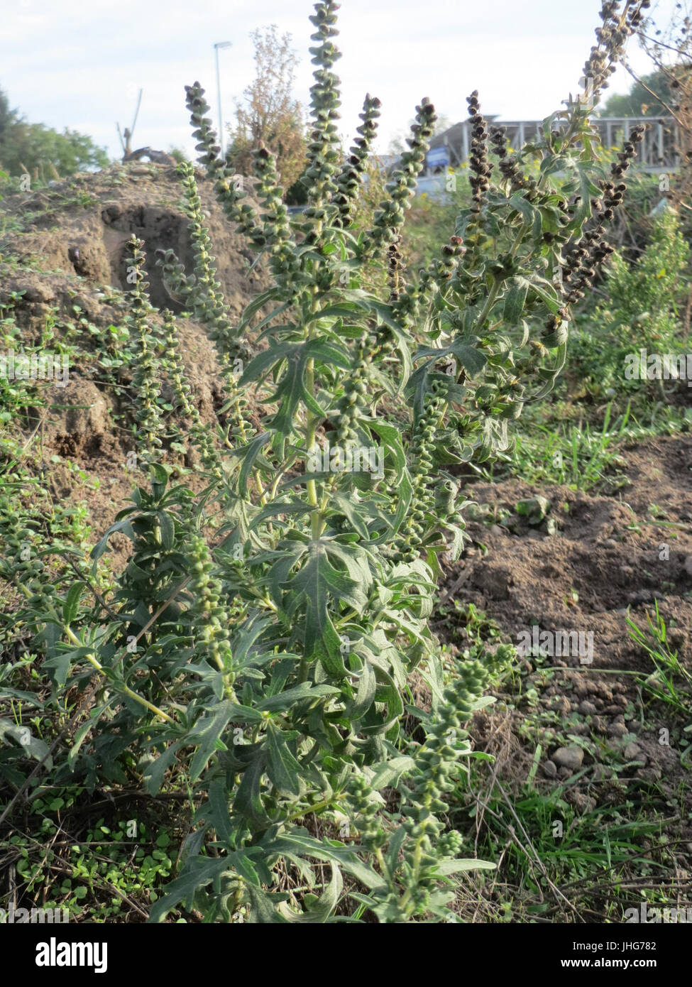 20151005Ambrosia artemisiifolia6 Stockfoto
