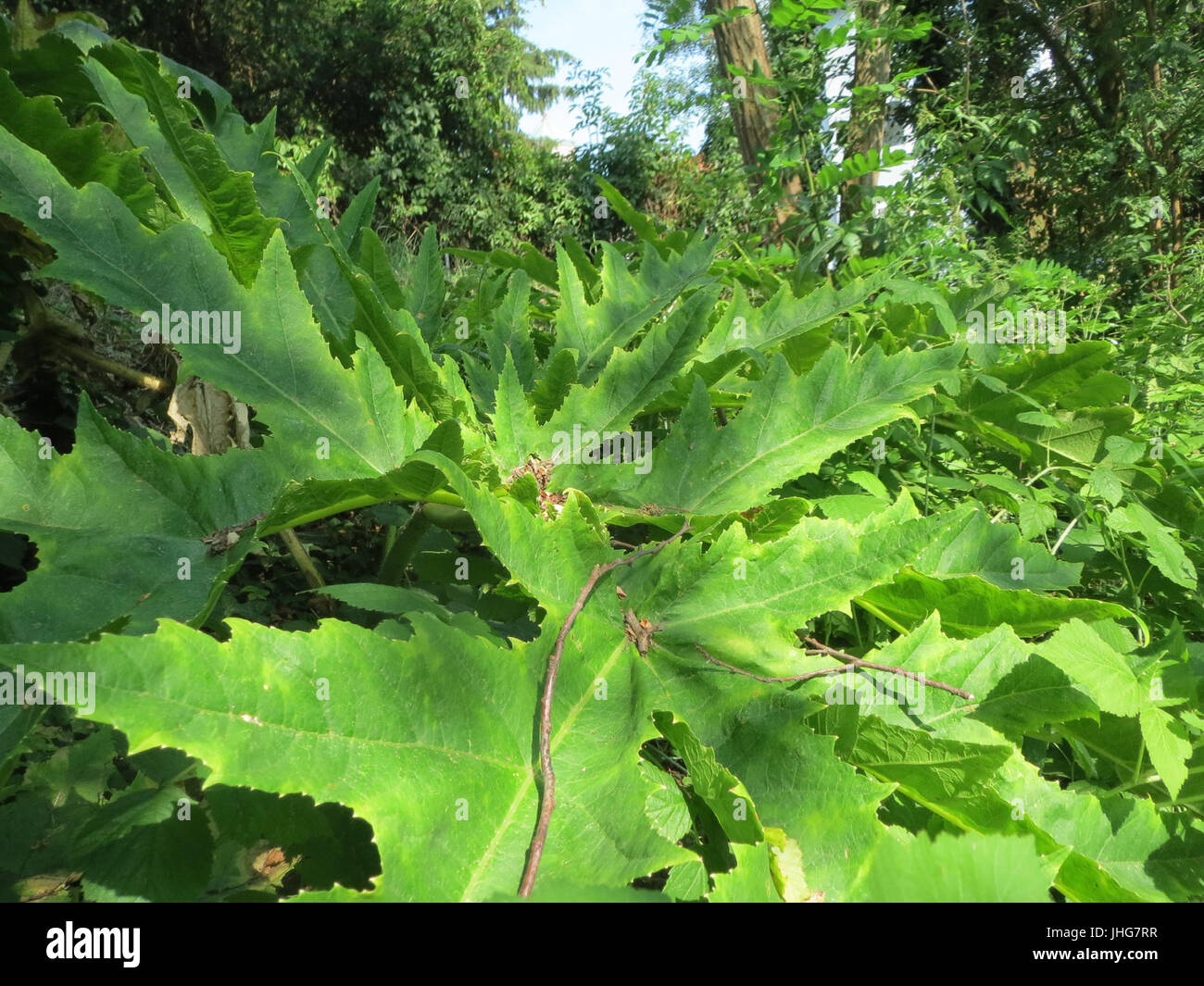 20150707Heracleum mantegazzianum2 Stockfoto