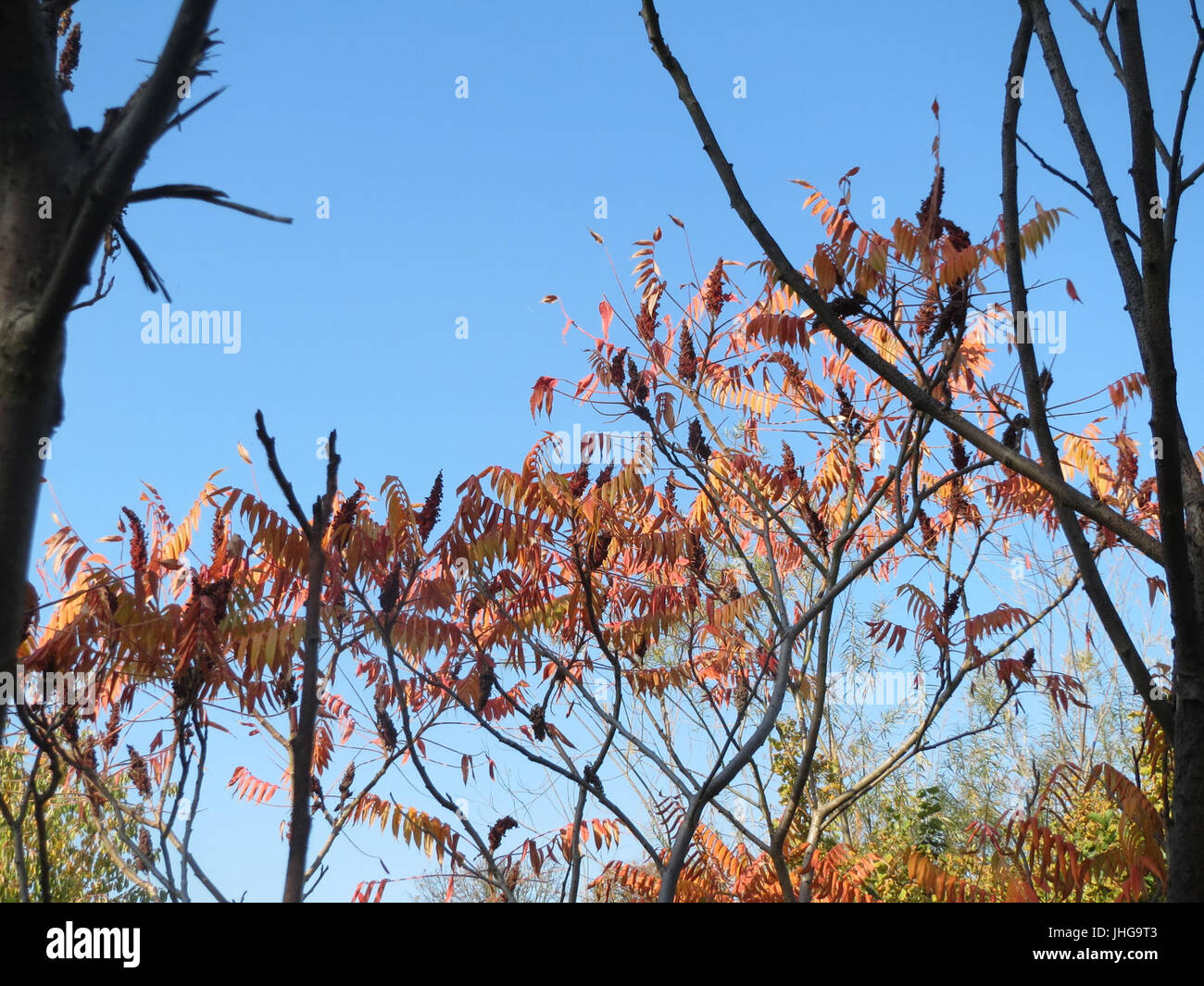 20151019Rhus typhina2 Stockfoto 20151019Rhus typhina2 Stockfoto