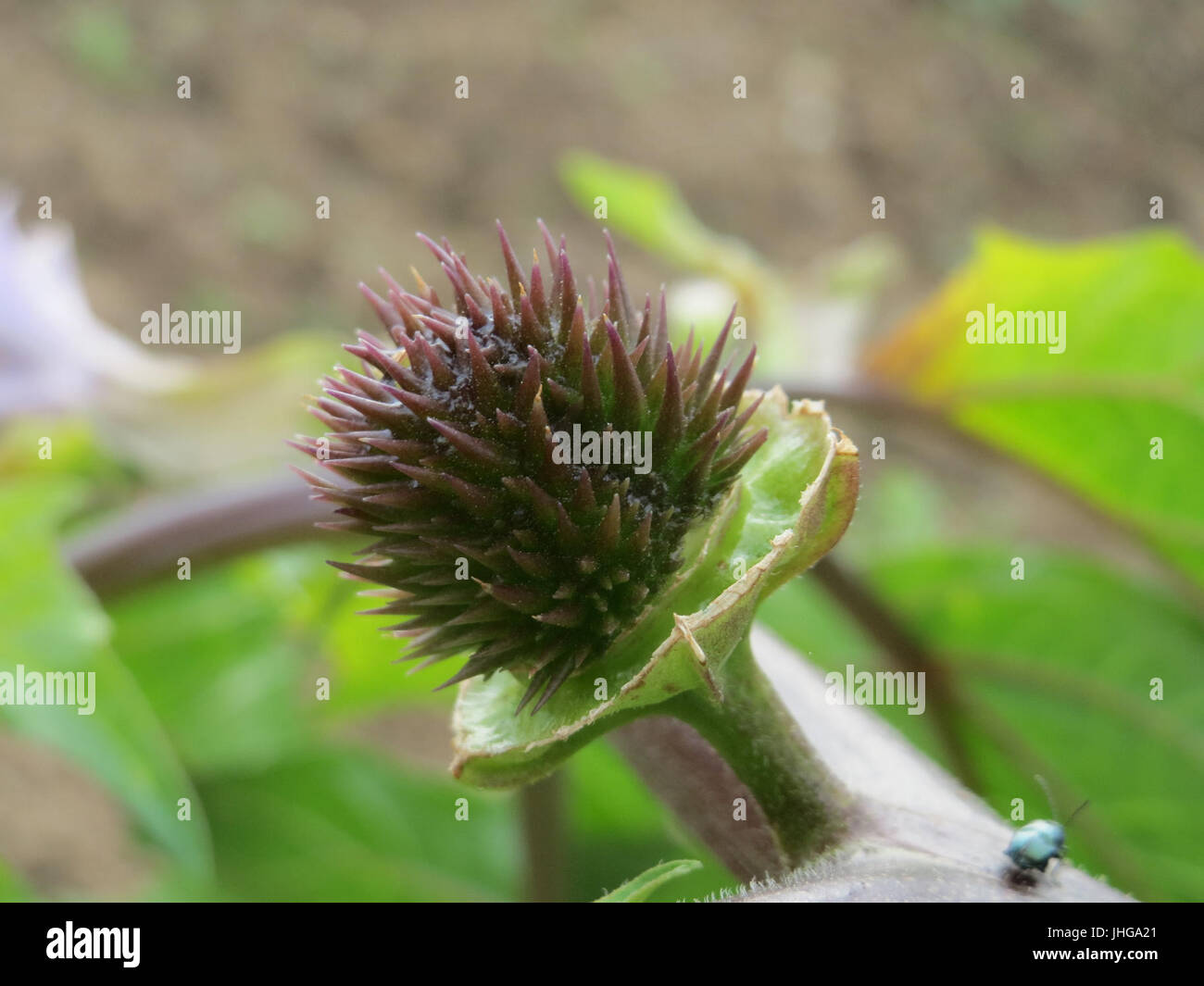 20151021Datura6 Stockfoto