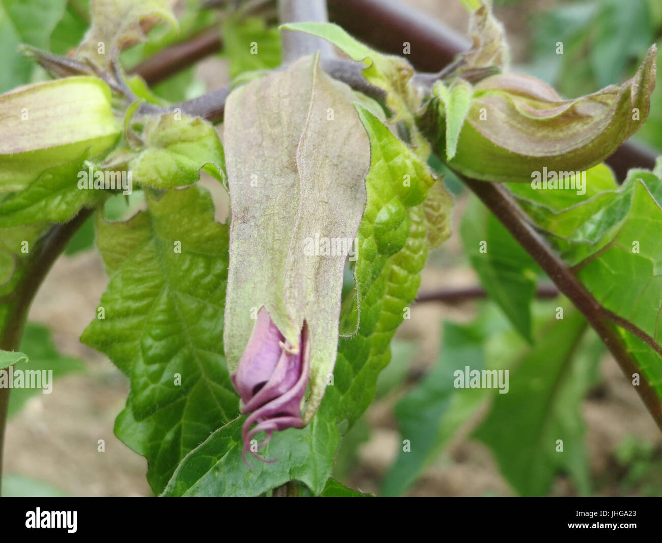 20151021Datura3 Stockfoto