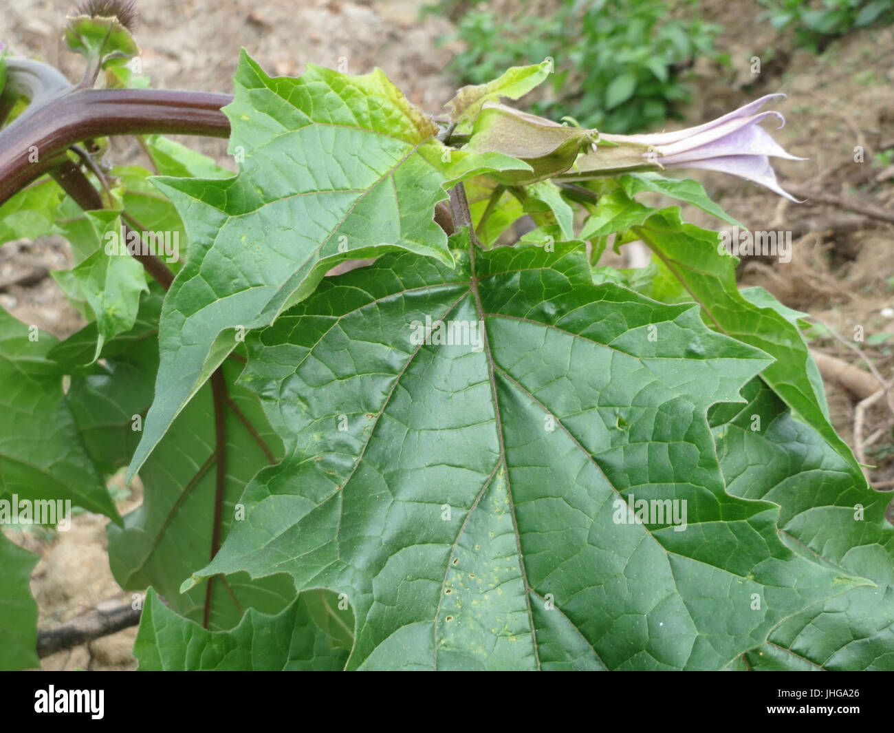 20151021Datura5 Stockfoto