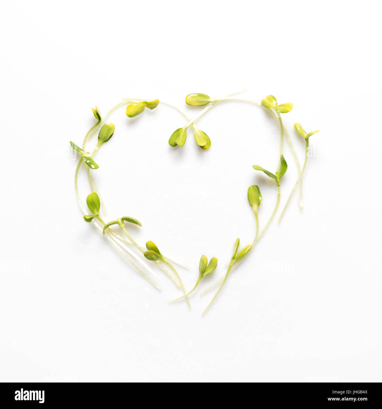 Mikro Grüns in Form von Herzen auf weißem Hintergrund angeordnet. Sonnenblumen-Sprossen, Luzern, Microgreens. Flach zu legen. Natur und gesunde Ernährung, Diät, Eco-Konzept. Stockfoto