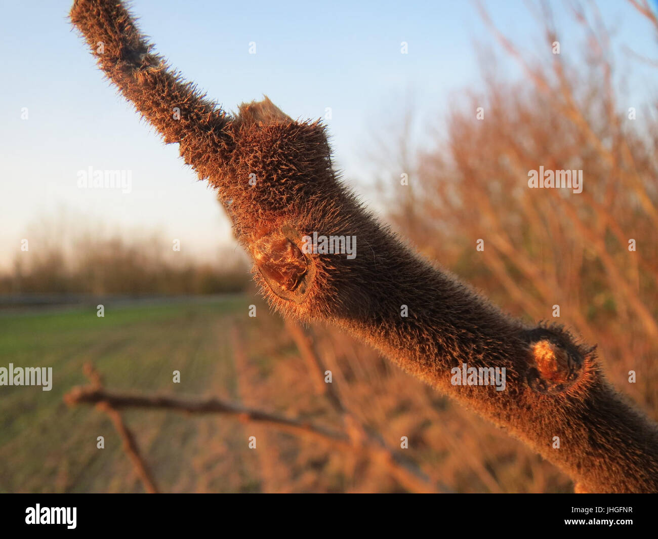 20151203Rhus typhina2 Stockfoto