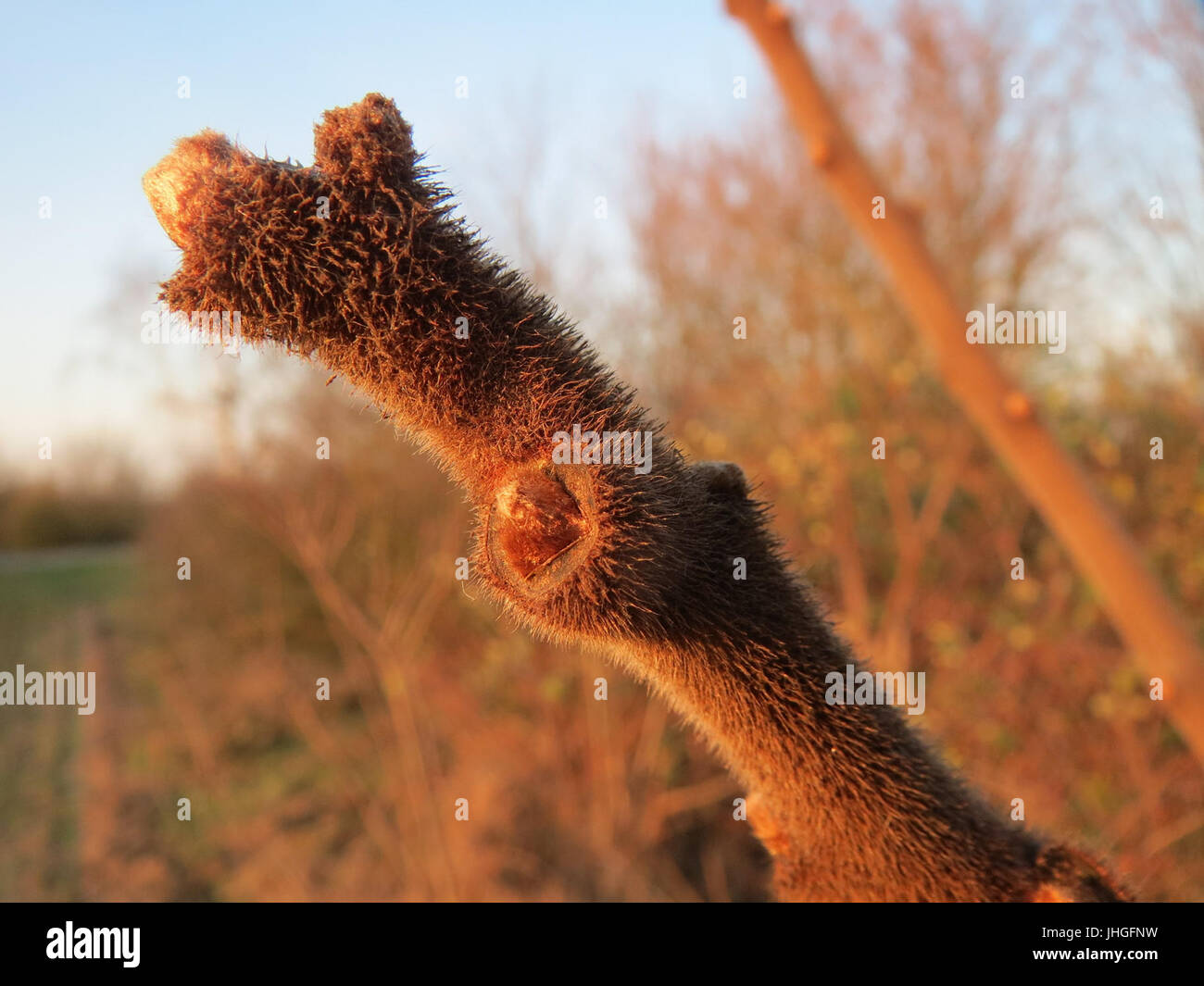 20151203Rhus typhina3 Stockfoto 20151203Rhus typhina3 Stockfoto