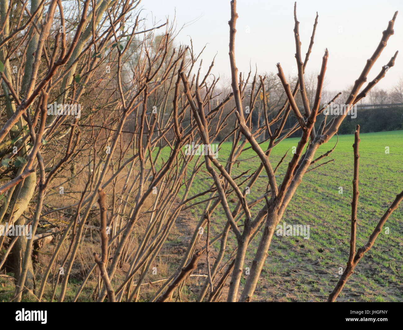 20151203Rhus typhina1 Stockfoto 20151203Rhus typhina1 Stockfoto