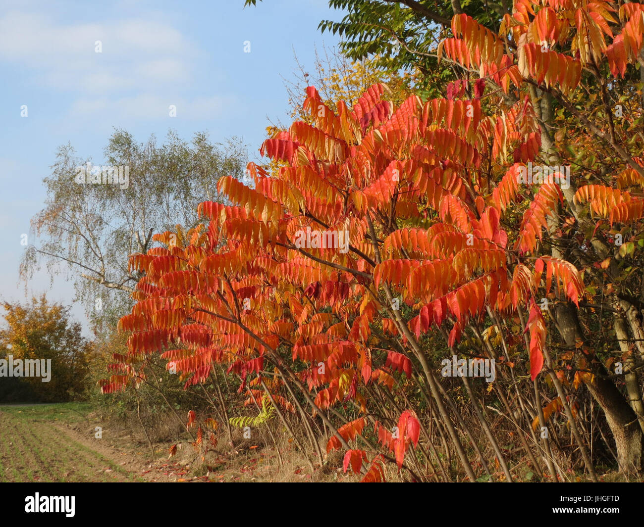 20151026Rhus typhina2 Stockfoto 20151026Rhus typhina2 Stockfoto