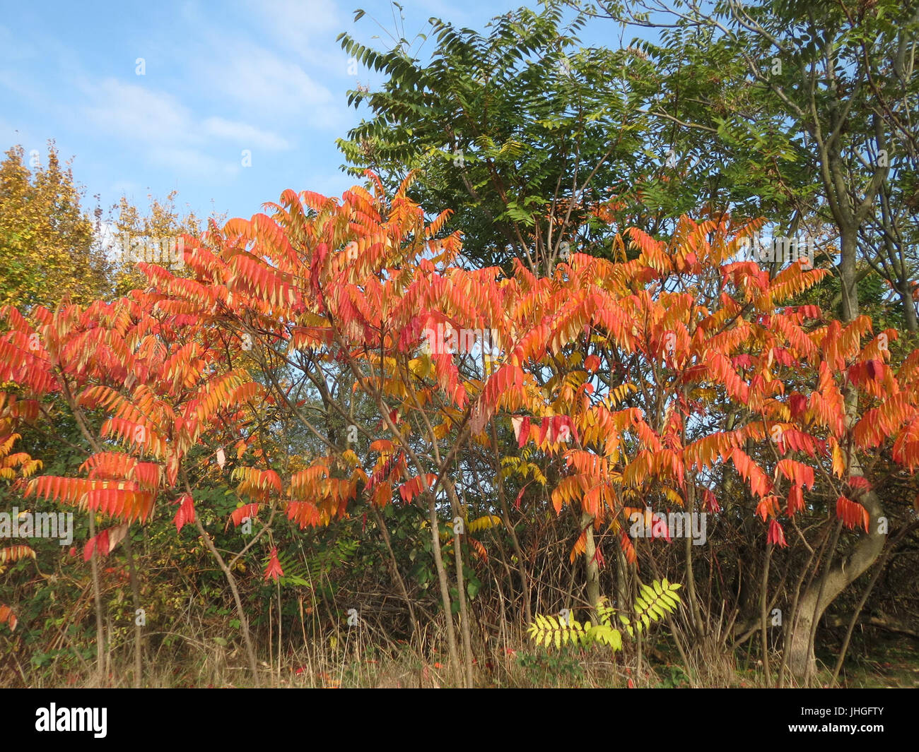 20151026Rhus typhina1 Stockfoto 20151026Rhus typhina1 Stockfoto