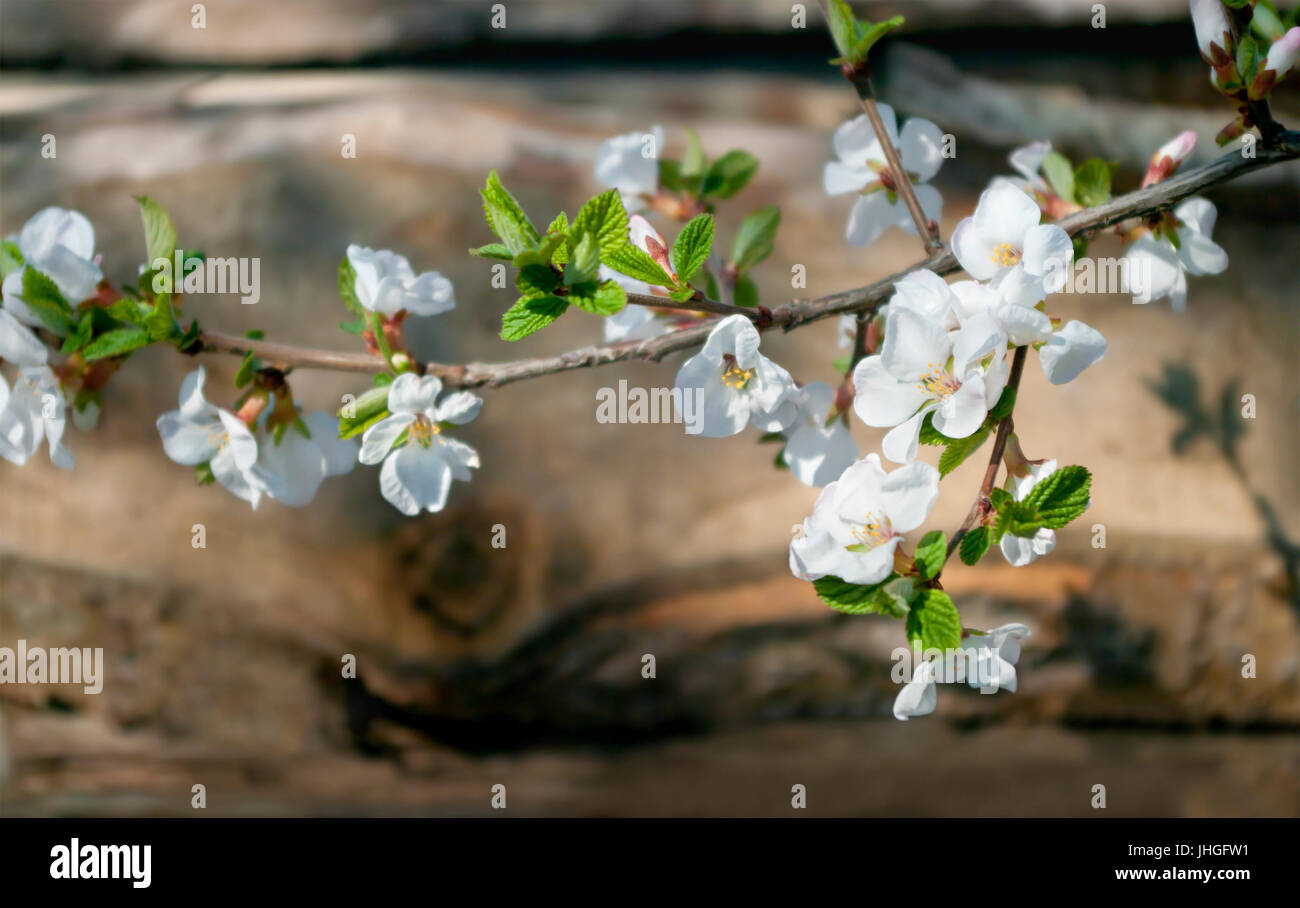 blühende Kirsche Zweig in Fron der Holzplatte im Frühjahr Stockfoto