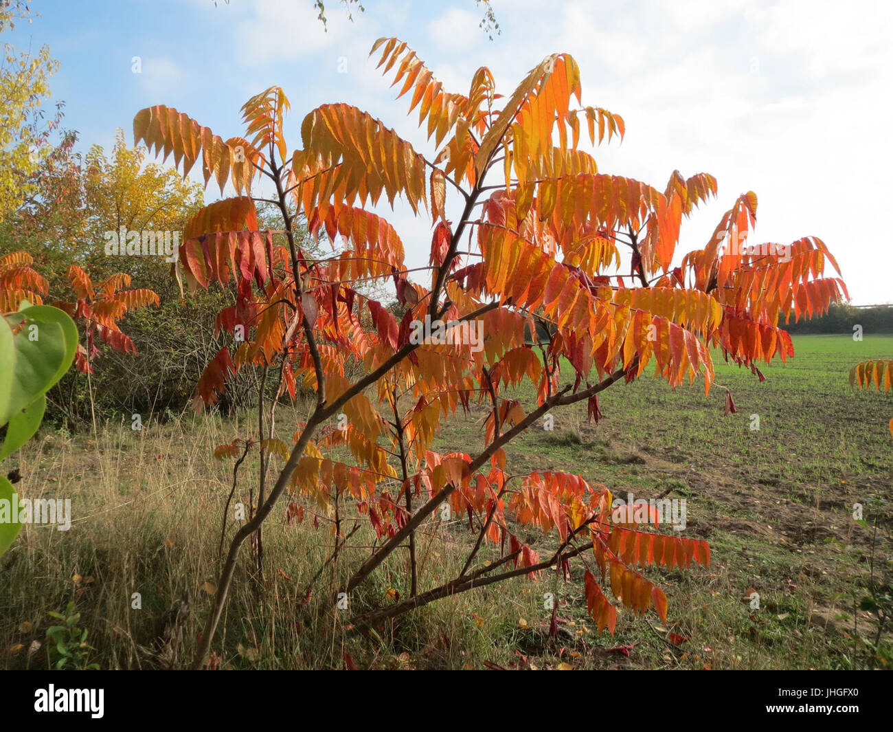 20151026Rhus typhina4 Stockfoto 20151026Rhus typhina4 Stockfoto