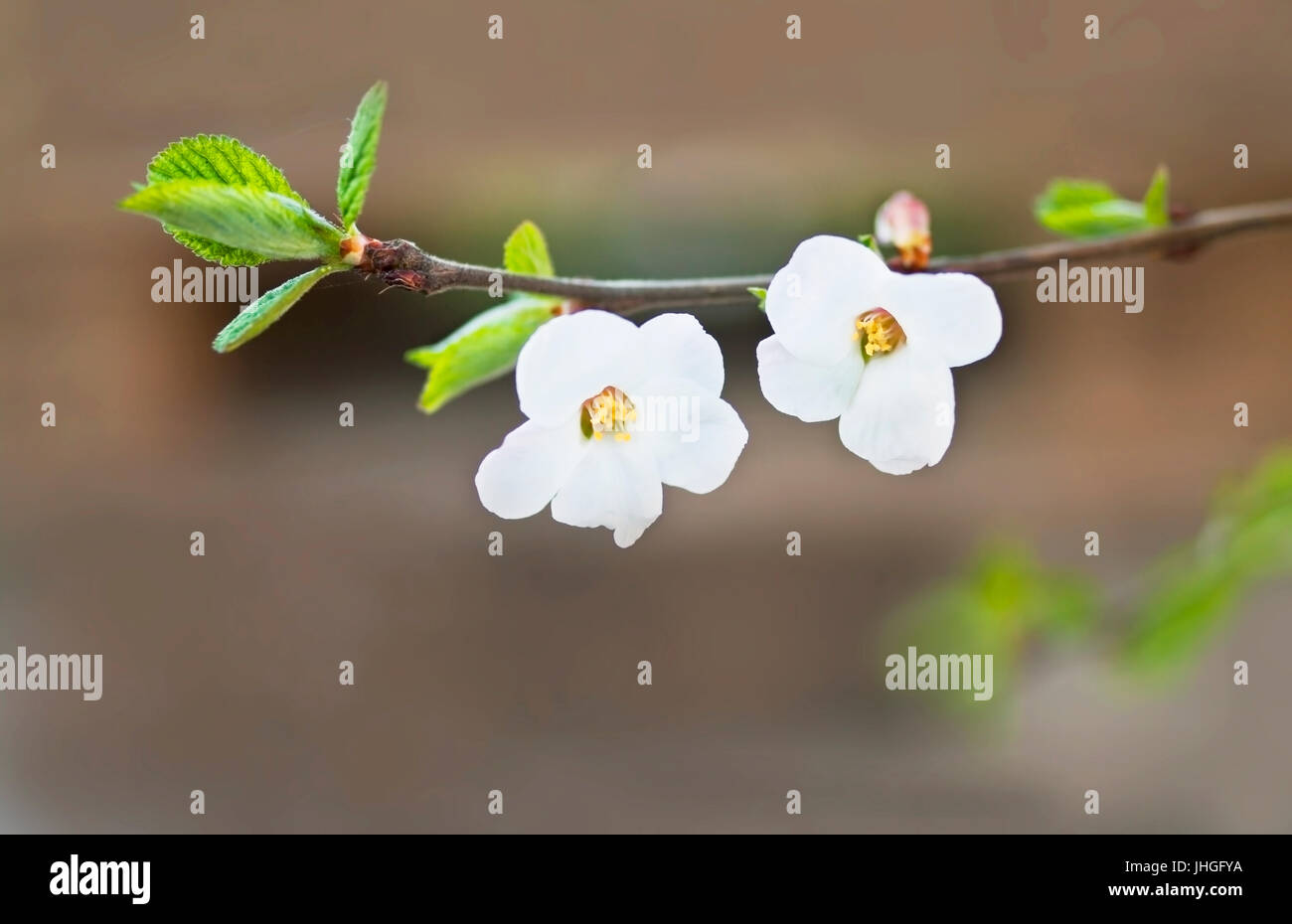 zwei Blumen auf Kirschbaum Zweig im Frühling Stockfoto