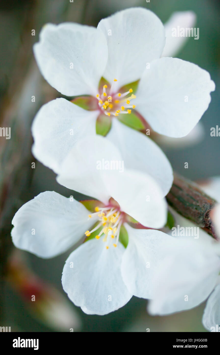 zwei Blumen auf Kirschbaum Zweig im Frühling Makro Stockfoto