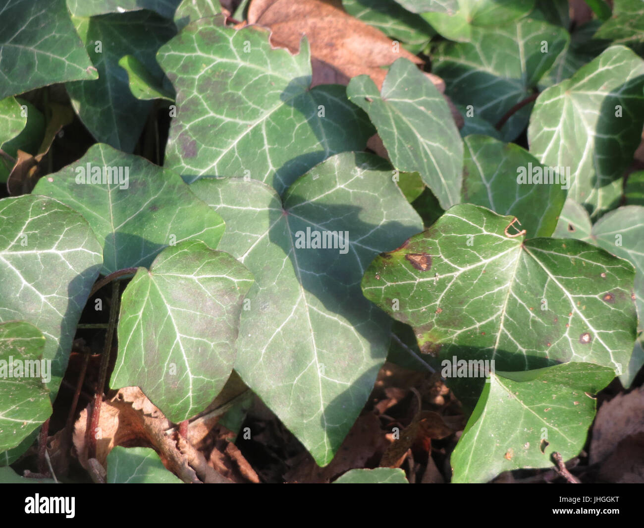 20151219Hedera helix2 Stockfoto