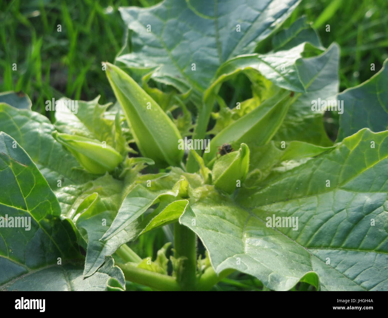 20151028Datura stramonium2 Stockfoto