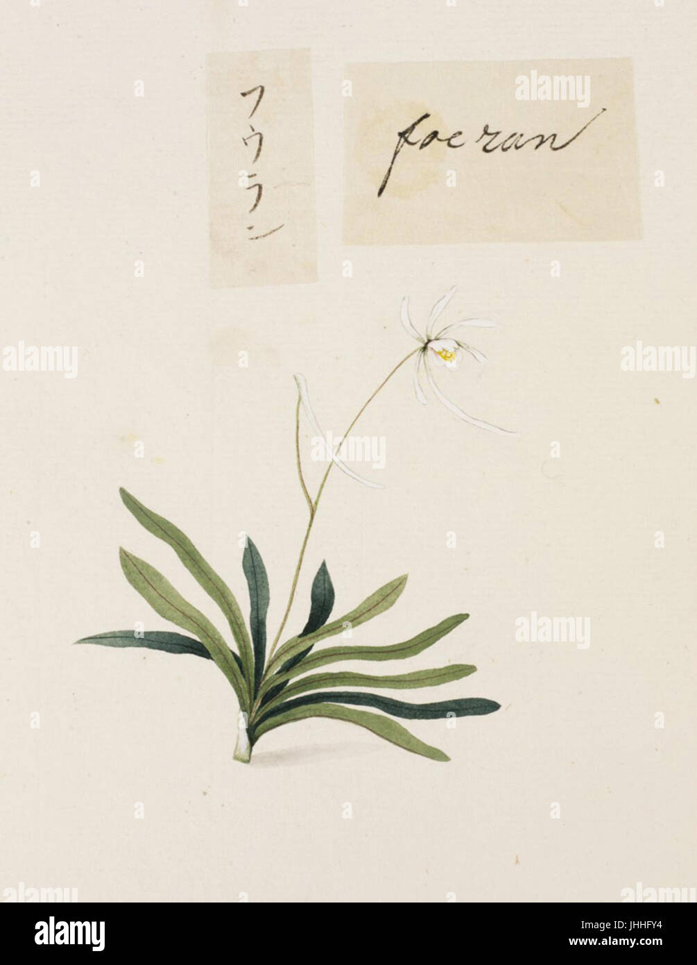 Naturalis Biodiversity Center - RMNH. Art.757 - Vanda Falcata - Kawahara Keiga - 1823-1829 - Siebold-Sammlung - Bleistift-Zeichnung - Aquarell Stockfoto