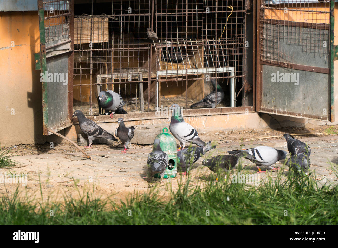 Herde von Tauben füttern und tummeln sich vor ihren Haus/Käfig, der an der Basis eines Mehrfamilienhauses in der Vorstadt von Urumqi, China ist. Stockfoto Herde von Tauben füttern und tummeln sich vor ihren Haus/Käfig, der an der Basis eines Mehrfamilienhauses in der Vorstadt von Urumqi, China ist. Stockfoto