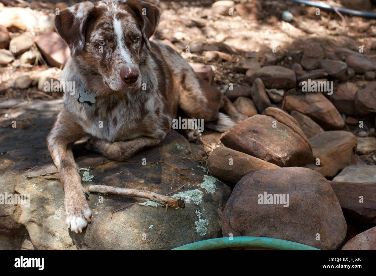 2016-366-238 der fokussierte Blick von Herrn Felix (28615373154) Stockfoto