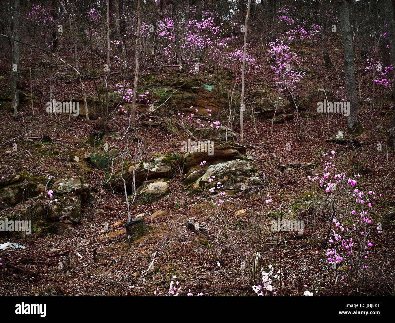 Spring Blossom in koreanischen Bergwald in der Nähe von Daegu Stockfoto