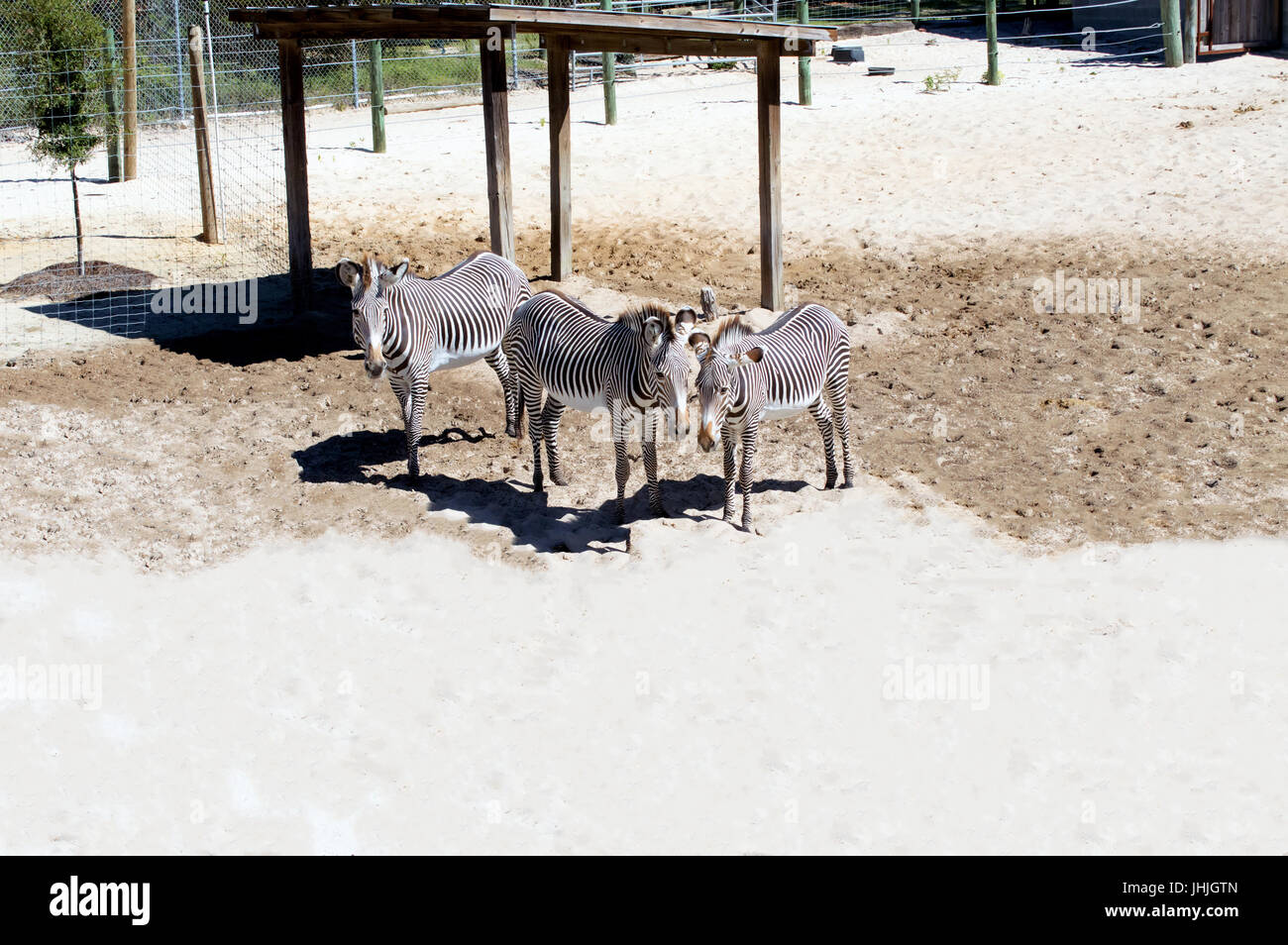 Drei Zebras im Sand stehen in der Nähe von einem Tierheim in einem Zoo. Stockfoto