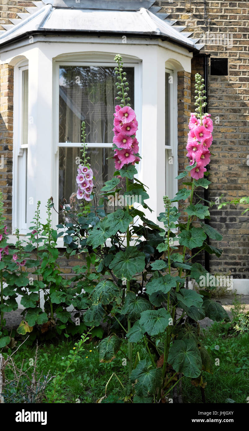 Rosa Stockrosen blühen vor ein viktorianisches Haus-Fenster in den Vorgarten eines Hauses in Walthamstow East London E17 England UK KATHY DEWITT Stockfoto