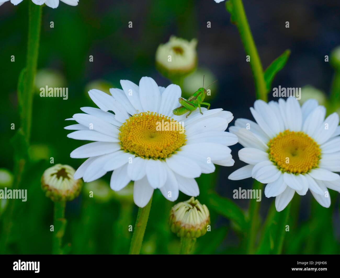 Grüne Heuschrecke auf White Daisy mit gelber Mitte, mögliche Shasta Daisy, Flagstaff, Arizona, USA. Stockfoto
