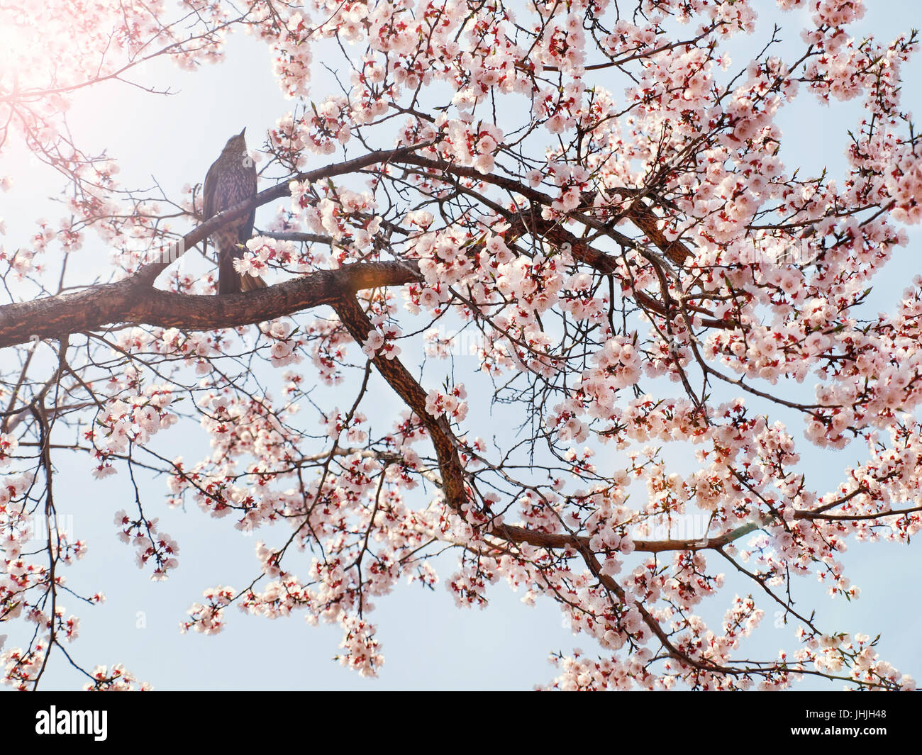 Vogel sitzt auf rosa blühende Sakura-Baum gegen strahlend blauen Himmel an sonnigen Frühlingstag mit Sonnenschein durch, Seoul, Südkorea Stockfoto