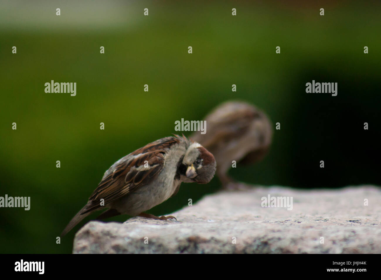 Neugieriger Vogel mit seinem Kopf gespannt. Stockfoto