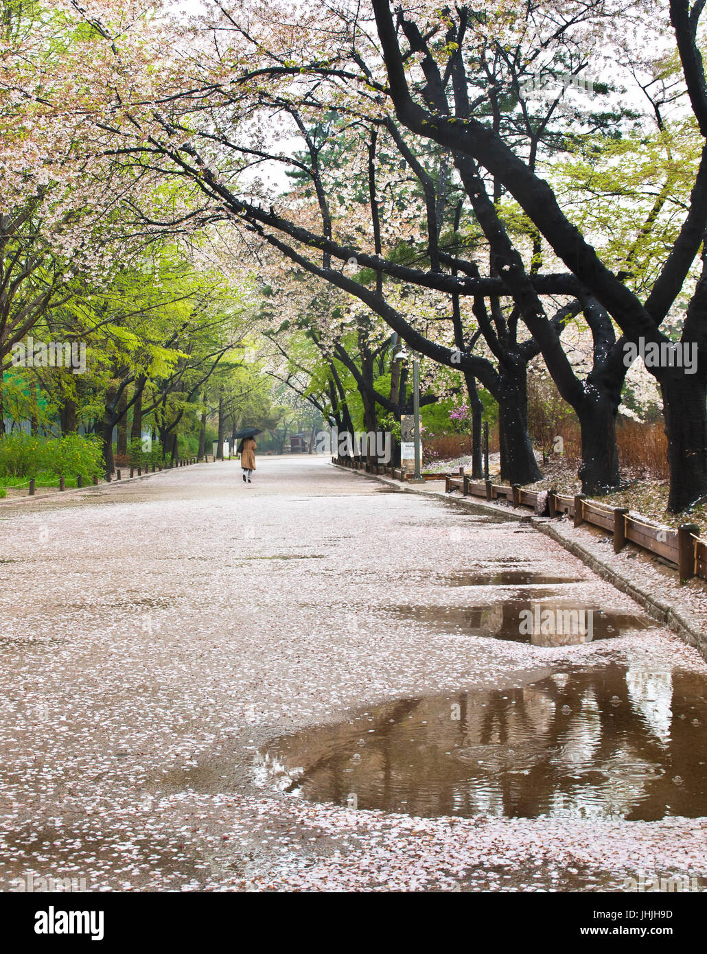 Frau zu Fuß entlang Blütenblatt abgedeckt Straße im Park mit blühenden Kirschbäumen im Regen Stockfoto