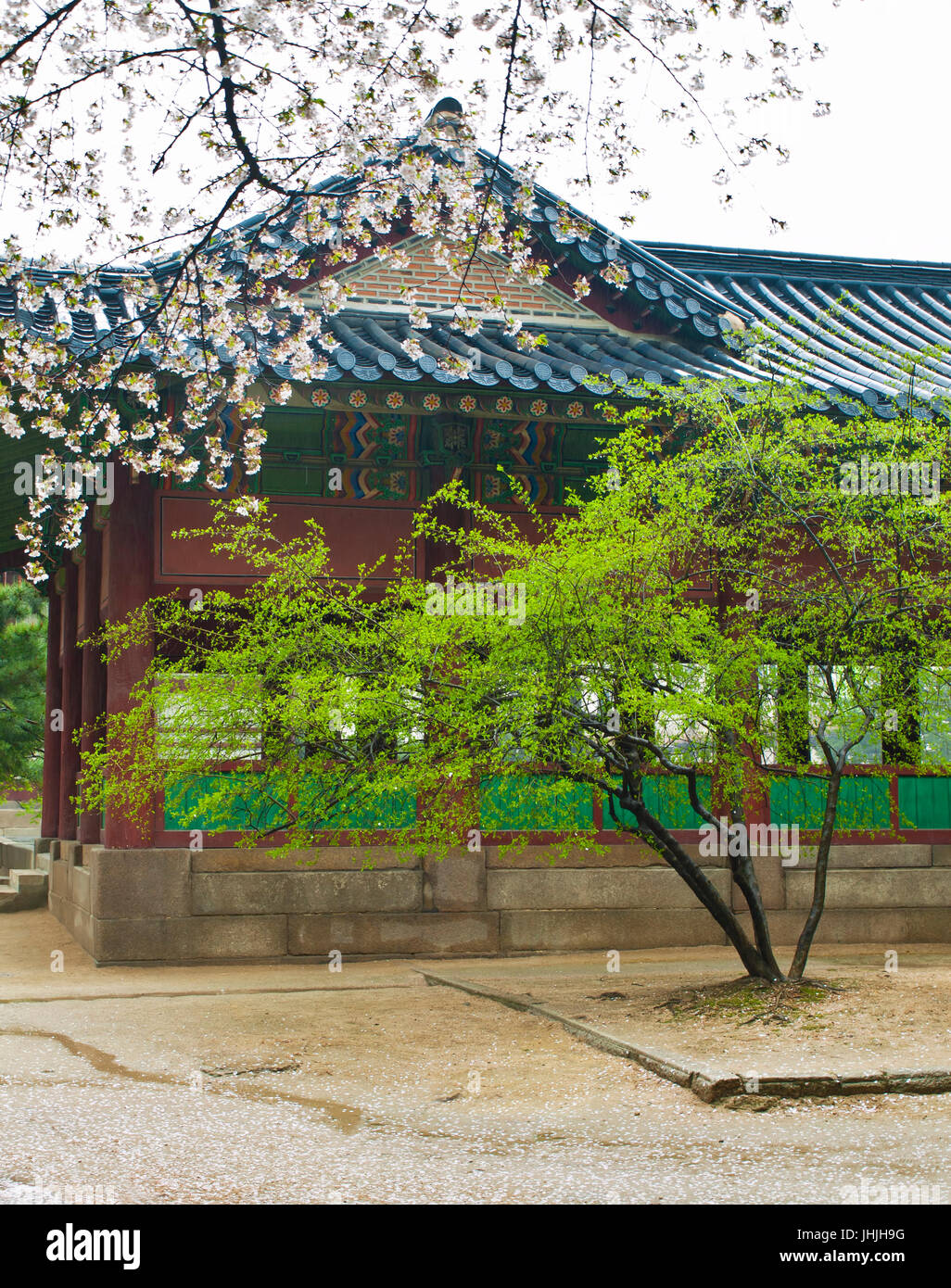 traditionelle koreanische Pagode mit grüner Baum und blühenden Sakura in Seoul Palast Stockfoto