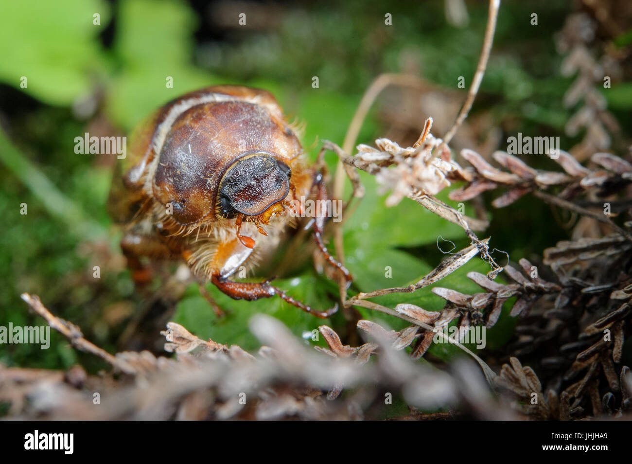 Europäische Käfer. Gemeinsamen Chafer auf dem grünen Rasen. Gefährliche Schädlinge im Garten Stockfoto