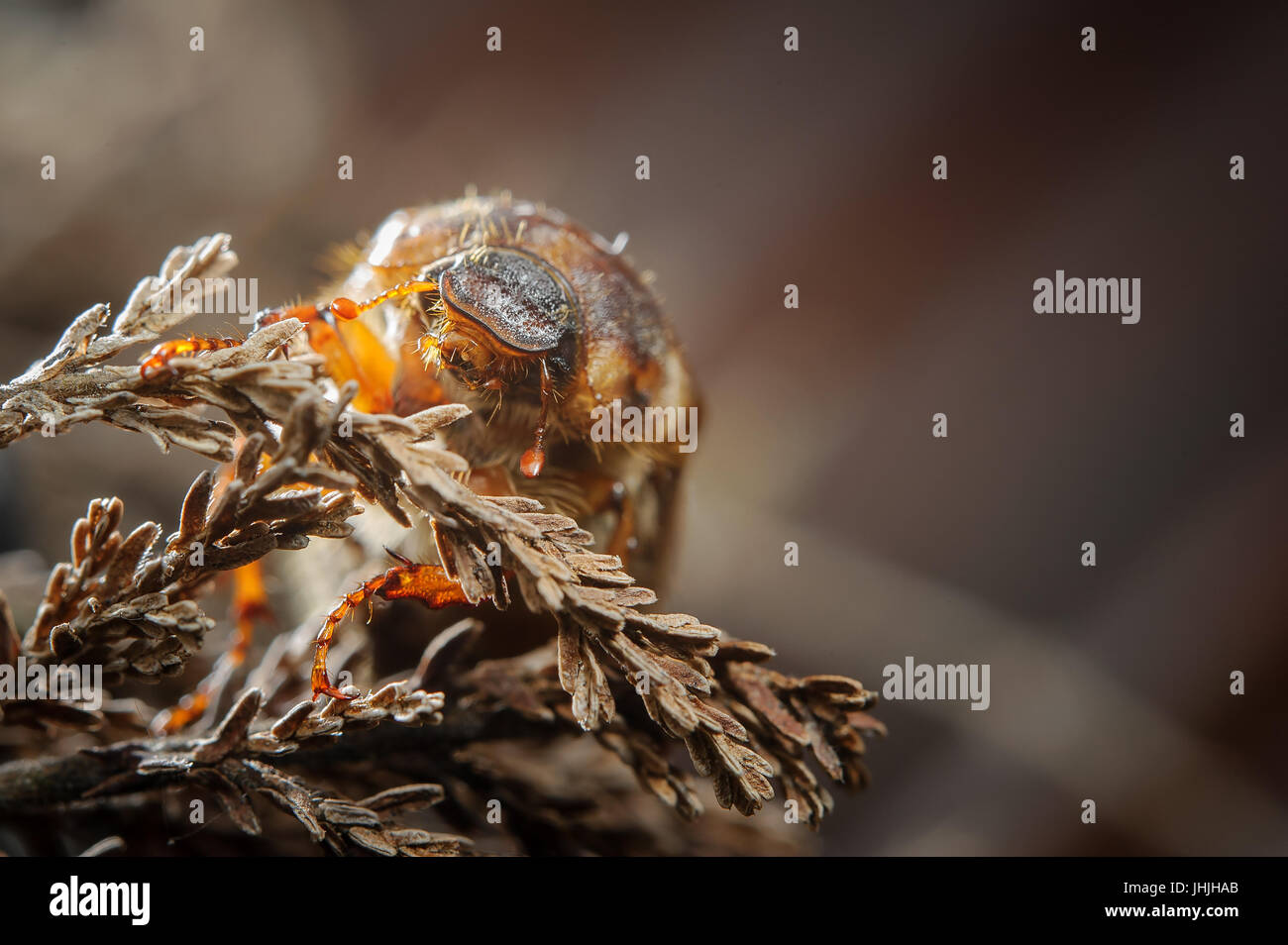 Gemeinsamen Maikäfer auf getrocknete Pflanze. Wirbellosen europäischen Pest bei Gegenlicht von Closeup Vorderansicht Stockfoto