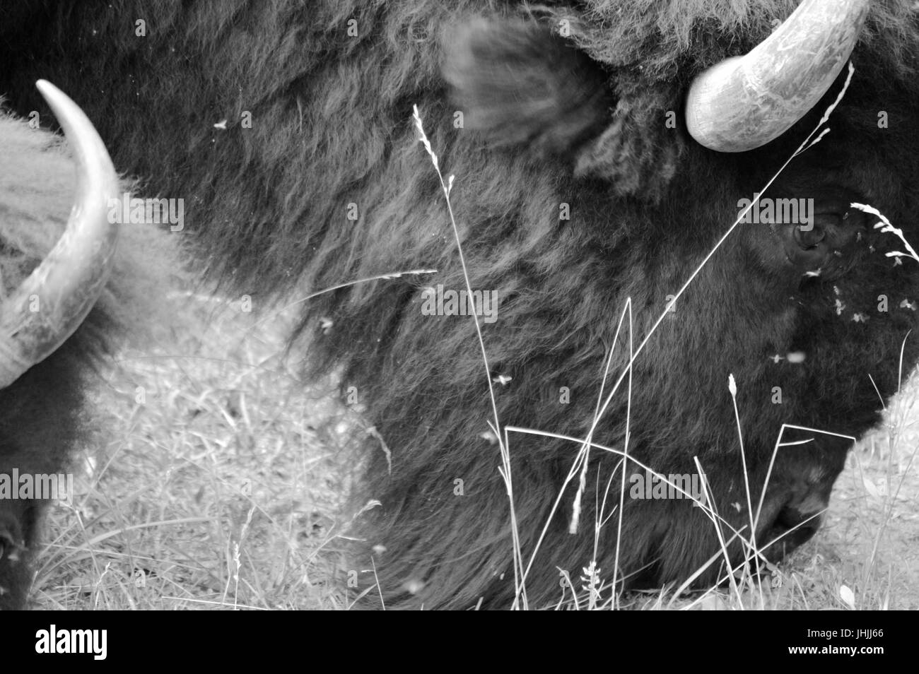 Wilde Büffel grasen in einem Feld Stockfoto