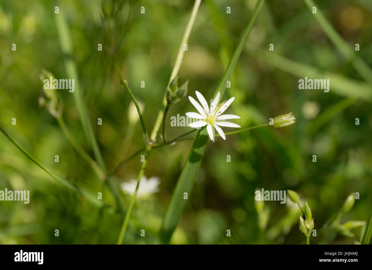 Sommer weißen Wildblumen auf grünen Weichzeichnen Hintergrund. Stockfoto