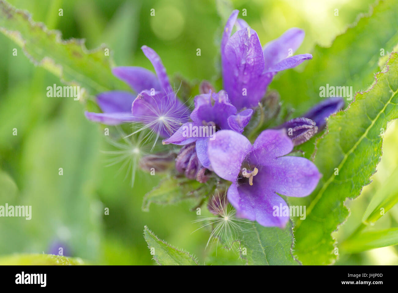 Sommer blau wilde Blume auf grünen Hintergrund weichzeichnen Stockfoto