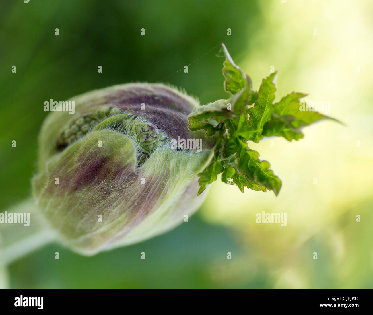 Wilder Rhabarber Knospe Blume auf Hintergrund weichzeichnen. Stockfoto