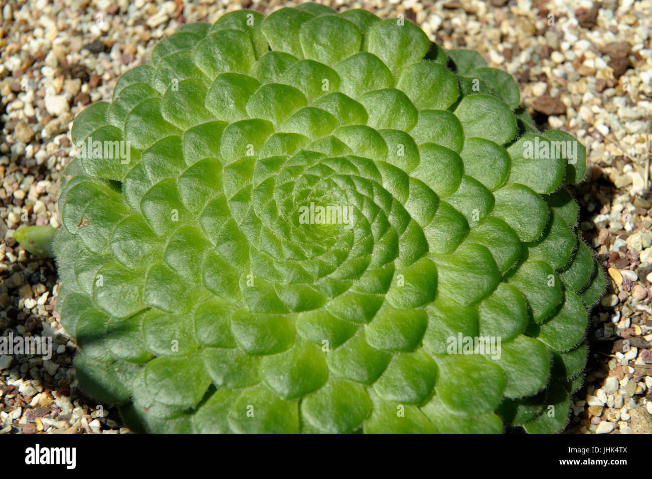 Flache Spitze Aeonium (Aeonium Tabuliforme). Stockfoto