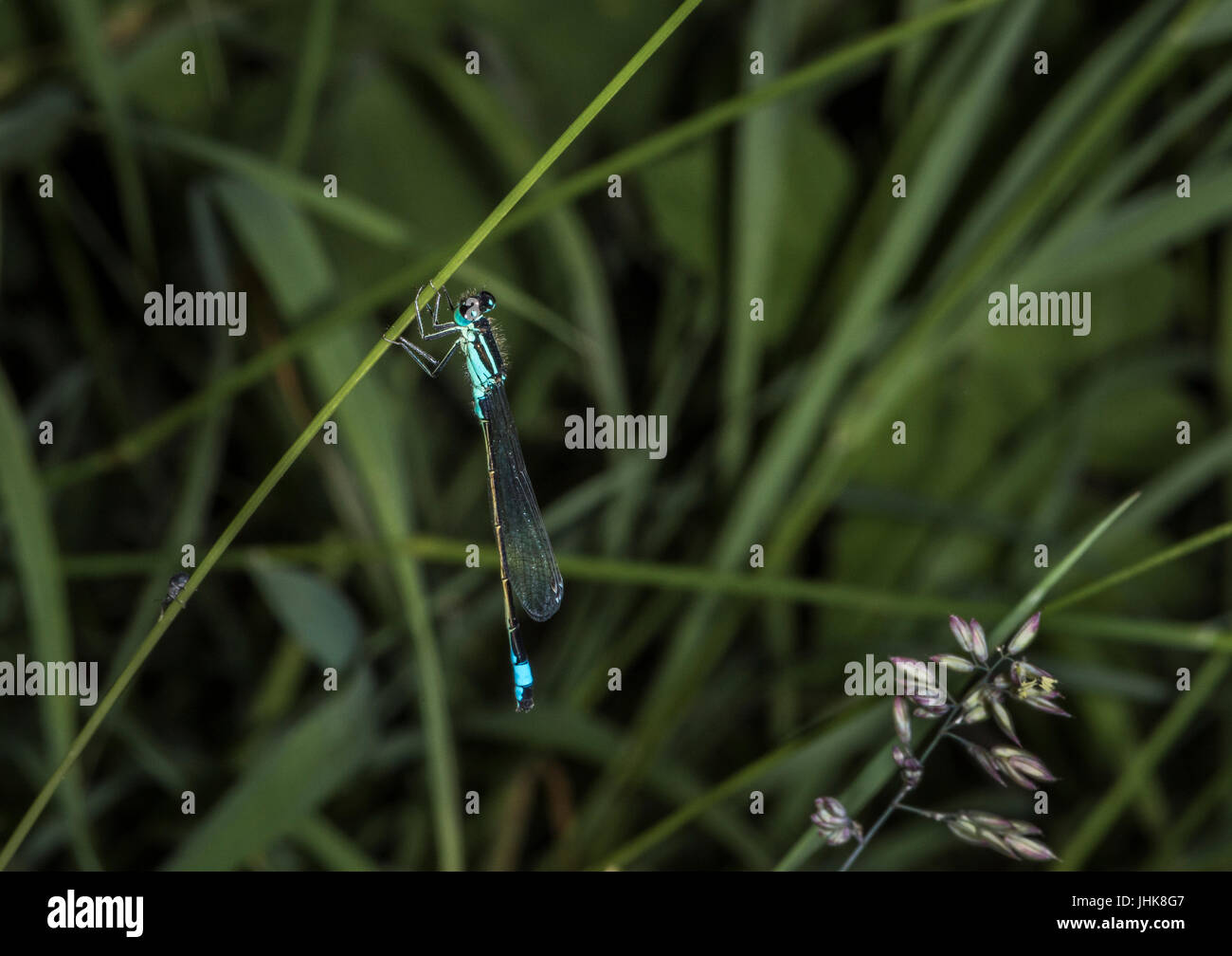 Männliche, blauschwanzige Damselfliege, fotografiert im Kontext, die sich an einem diagonalen Grasstamm anklammert, wobei im Hintergrund mehrere Gräser unscharf sind. Stockfoto