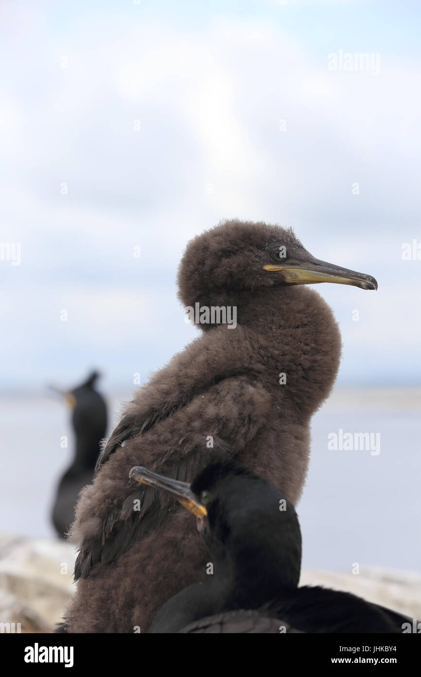 Europäische Shag (Phalacrocorax Aristotelis), juvenile stehen neben Eltern, Farne Islands, Northumbria, England, UK. Stockfoto