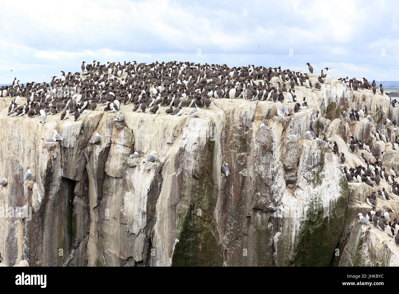 Nisten Klippe für Trottellummen, Tordalken, Dreizehenmöwen und Shags, Farne Islands, Northumbria, England, UK. Stockfoto